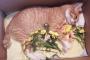 飼い猫が死んじゃった・・・・・・