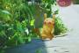 【画像あり】Twitterで6万リツイートされたポケモンGOの超面白い画像ｗｗｗｗｗ