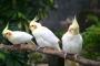 猫の集会に鳴きマネのみで参加を試みる強引なオウム