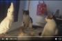 スパイがいるぞwww猫の会話に声真似で参加するオウムww→海外「猫より賢い」