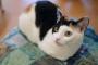 三毛猫の子ネコが我が家にやってきた→トメ『名前はトリプルがいい！』ウト「俺はミケがいいな！」→結果…