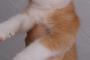 【画像】ガチニートの飼い猫、きなこちゃんが破壊的にカワイイｗｗｗ　こりゃニートにもなるわ。
