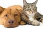 「飼い猫一匹vs野犬の集団＝ネコの勝ち」【海外反応】