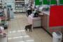 猫『コンビニに買い物来ました』