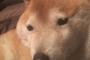 【悲報】ガイジーヌを超越するガチでやばい犬、出現する（※画像あり）
