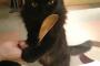 【激かわ】彼女と猫カフェに来たぼく、真っ黒クロスケに甘えられるｗｗｗｗｗｗ（画像あり）