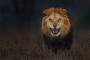 【画像】ライオンが割りとマジでキレた時の顔が怖くてワロタｗｗｗｗｗｗｗｗｗｗｗｗｗｗｗｗｗｗｗｗｗｗｗｗｗ