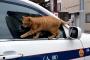 カッコつけようとした日本の猫（海外の反応）