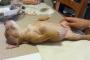 もう何も怖くない犬はこうやって眠りますｗｗｗｗｗｗｗ