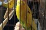このインコさん、ストラップとそっくりである。