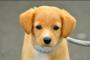 【画像あり】飼い主が犬に服を着させるもイッヌめちゃくちゃ嫌そうな顔をするｗｗｗｗｗ