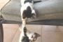 猫『ファイト！一発！』