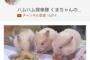 【悲報】ハムスターに豚汁を食わせるとんでもないやつがTwitterで話題に