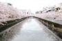 韓国人「東京の桜が満開に・・・先週撮影した東京の桜の写真をご覧ください」