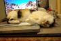 【画像】 猫がこういう状況になる事は多いと思います。 しかし！飼い主は考えました。
