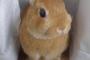 うさぎとかいうめたっくそかわいい草食動物wwwなんだよこれwwwww