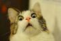 【画像あり】この猫以下の人生の奴ｗｗｗｗｗｗｗｗｗｗｗｗ