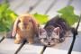 動物がﾌﾞﾙﾝﾌﾞﾙﾝしてる画像集めたでｗｗｗｗｗ(※画像あり)
