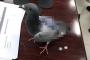 【恐怖】背中がトンデモない状態になった鳩が保護される…(；ﾟДﾟ)（画像あり）