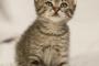 子猫のピップは前足がうまく動かなくても元気いっぱいに遊びまわるのです！！