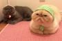 スカーフ姿の日本の猫たちが可愛い（海外の反応）