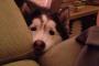 犬『なんで犬はソファーに乗っちゃいけないの？・・・ねぇねぇ、なんで？涙』
