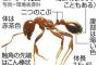大阪港でヒアリの「女王アリ」が発見される・・・←これはヤバイ・・・