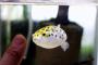 趣味のアクアリウムでプチ水族館な我が家にやってきたA親子。A子がフグとエイを気に入ったようでじっと見てたんだが、ママ達が帰ってふと見るとフグがいない…！