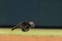 【朗報】MLB、子猫登場から流れが一変、カージナルスが逆転勝利！