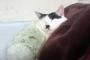 【画像】 猫が寝てて布団を畳めない…
