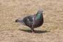 ワイ鳩、ギリギリまで逃げない