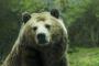 【悲報】秋田新幹線がクマと衝突、緊急停車 → ぶつかったクマは現場を立ち去るｗｗｗｗｗｗｗｗｗ
