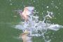 【朗報】池の水抜いた結果・・・あの鳥が戻ってきたｗｗｗｗｗ