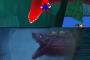 【画像】マリオ64の水中ステージが怖かった奴ｗｗｗｗｗｗｗｗｗ