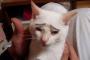 猫に眉毛つけるとやたら面白くなるよな…