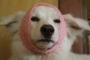 犬にリンゴのネットかぶせた結果ｗｗｗｗｗ　笑顔が消えてワロタｗｗｗｗｗ（※画像あり）