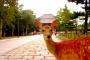 奈良公園の鹿が鹿せんべいの売店を襲撃せずに観光客から貰う理由ｗｗｗｗｗｗｗｗｗｗｗｗｗｗｗｗｗｗ