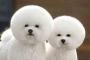 この犬…頭丸すぎだろwwwwww