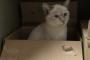 外に置いてるダンボールに野良猫が居座ってしまった結果（画像あり）