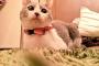 【画像】何そのギャップ！？ このブラッシングされた猫の顔がとんでもないwwwwwww