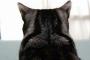 ねこ「撫でるなよ 」