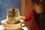 【悲報】 チーム8 小栗有以さん ルール違反して猫に嫌われるw w w w w w w w w w w 	
