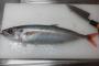 釣り、がさ、罠とかで捕ったの貼る練習