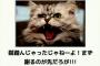 猫踏んじゃったじゃねーよ！まず謝るのが先だろうが！！！