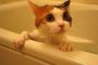猫『お風呂頑張ったよ！？上がってもいいよね！？ねぇ！？』