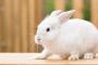 実家でうさぎを飼っており月に一度は帰り様子を見ていた。→二週間後に実家を訪れて見てみると...