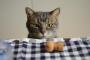 猫『…なんか美味しそうなクッキーがある』