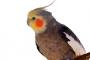 【再掲】 インコもいいけどオカメたんもいいな・・・ 俺インコしか飼った事ないんだけど飼育するの大変？ → 安心しろ、オカメもインコだ → 衝撃の事実