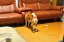 【悲報】犬さん、やっぱりアホだった
