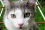 【再掲】 猫って、人間っぽいところあるよね。